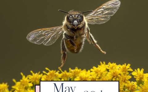 Bee Day 